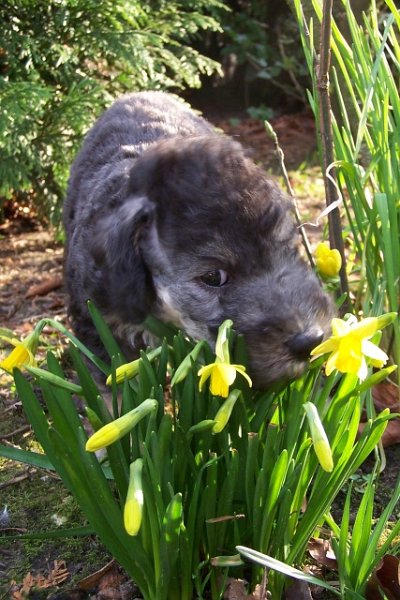 Ar-cen-ciel Arlequin 24.02.JPG